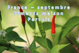 France Pertuis Piments maison 09/2015