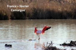 France - Camargue 02/2017